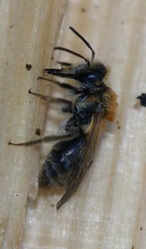 Andrena sp.
